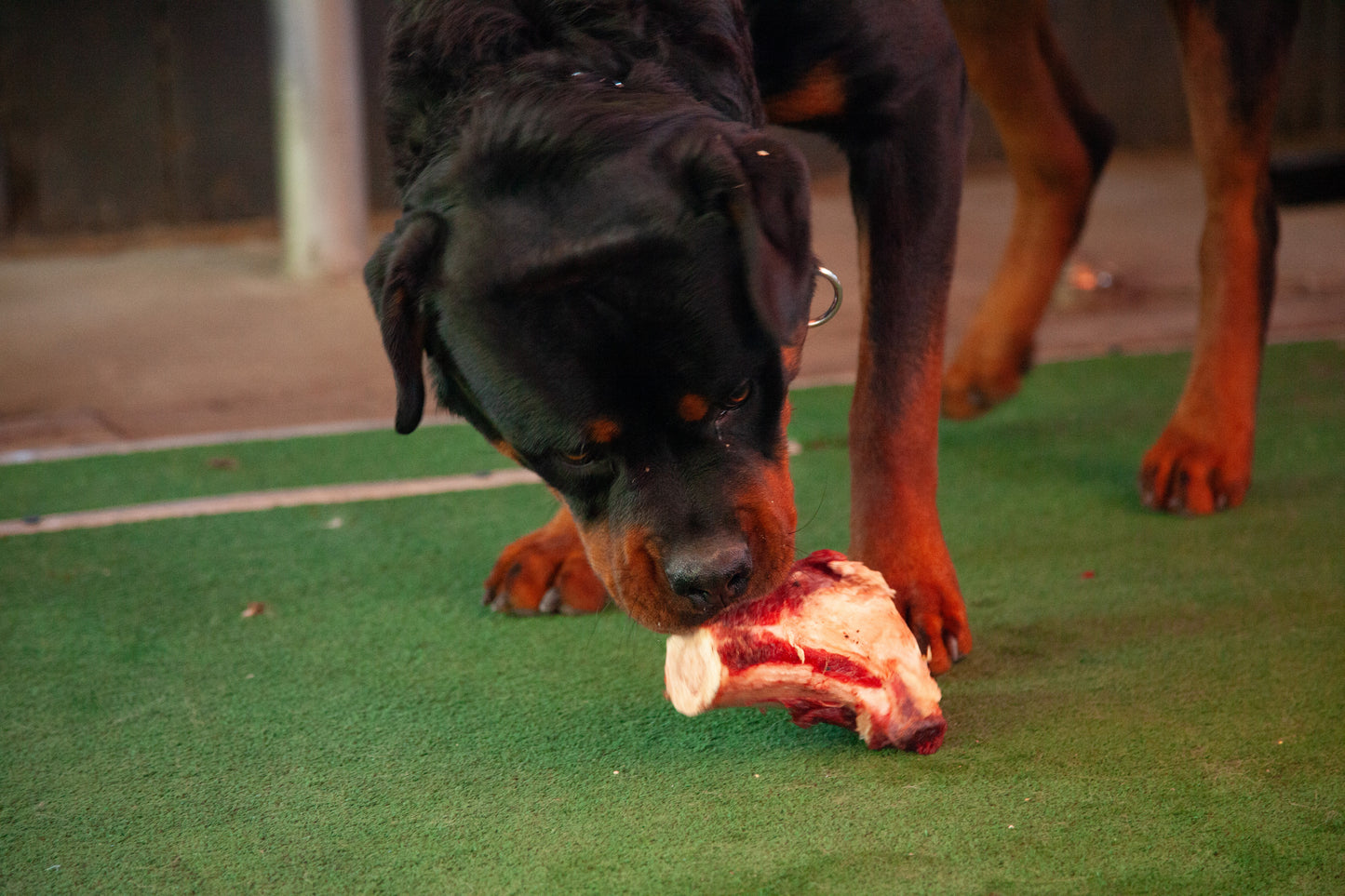 Bone Marrow Shank