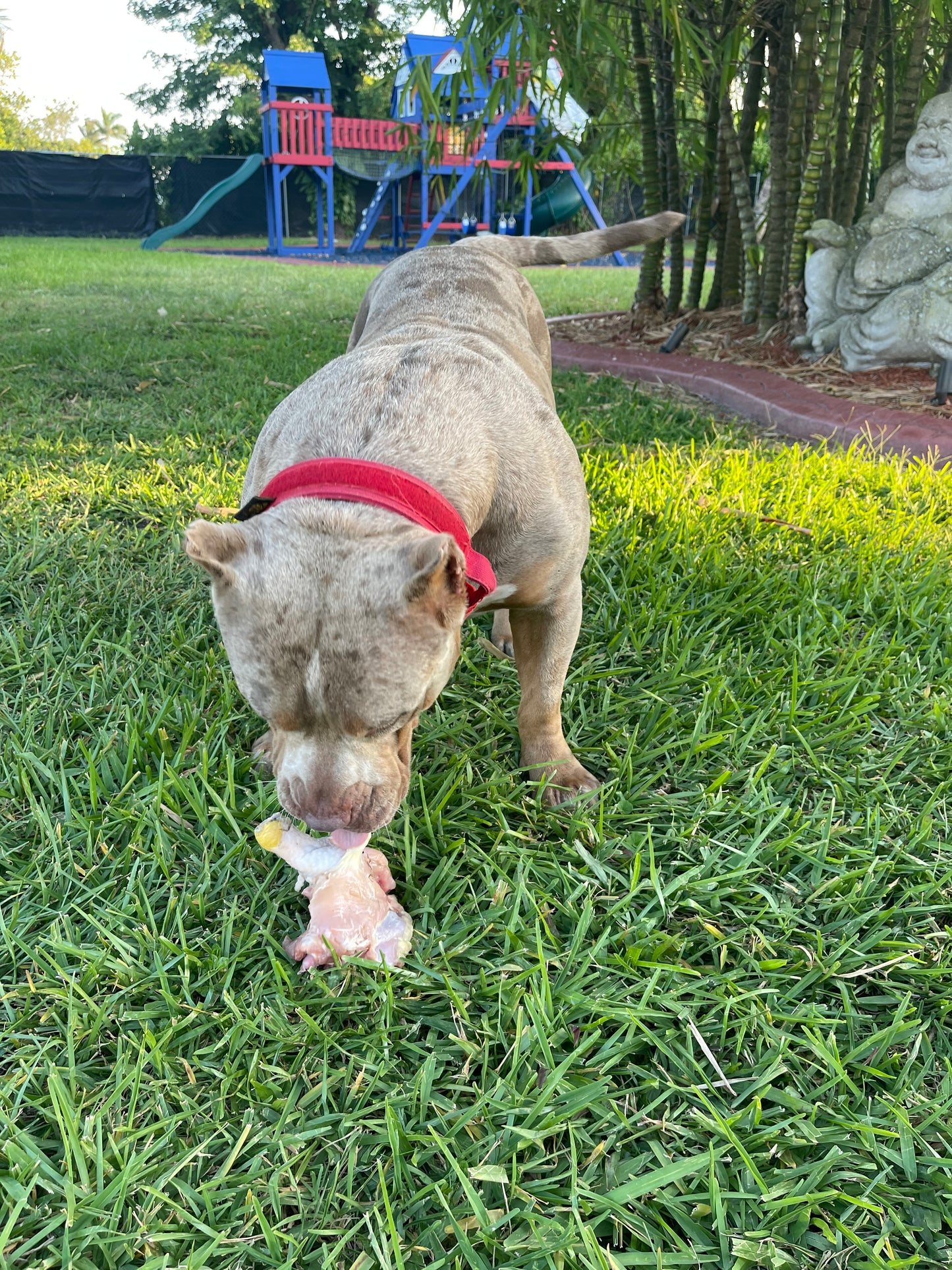 Chicken Leg Quarters