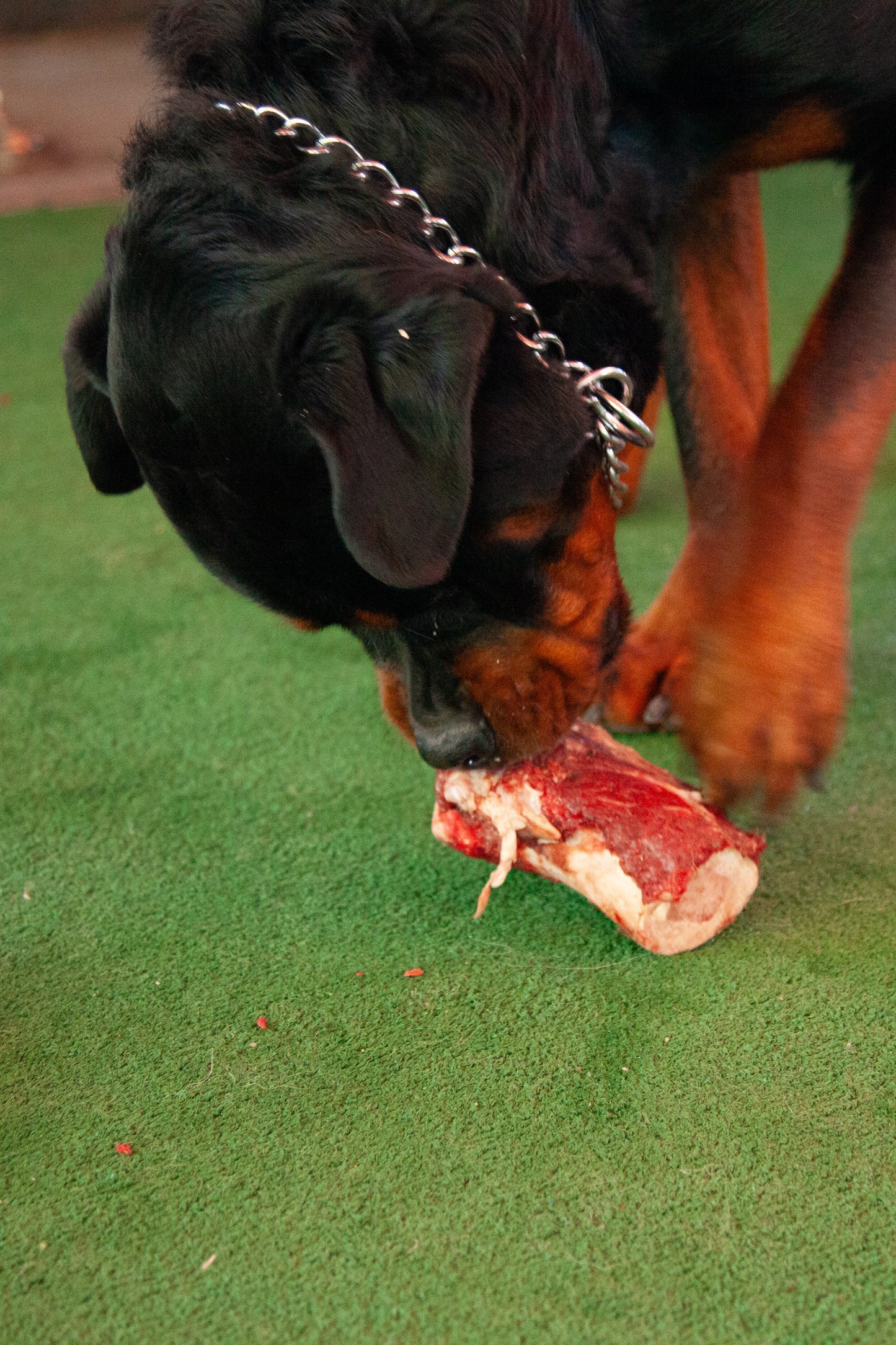 Bone Marrow Shank