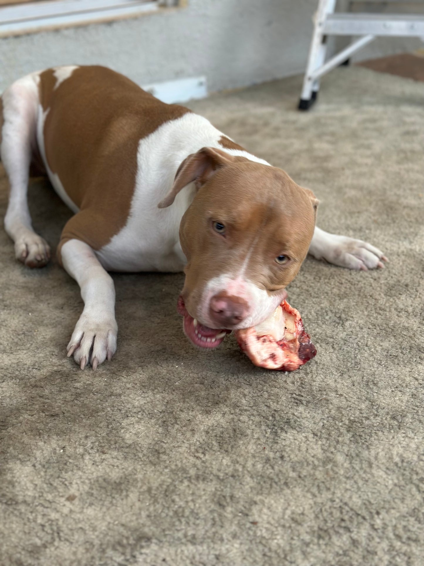 Chicken Leg Quarters