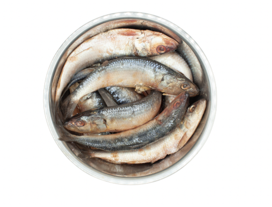 Sardines